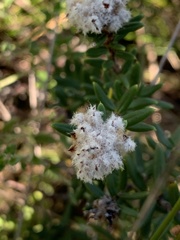 Spyridium scortechinii