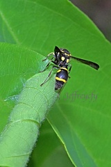 Apodynerus formosensis