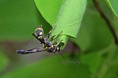 Apodynerus formosensis