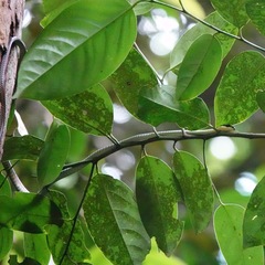 Dendrelaphis kopsteini