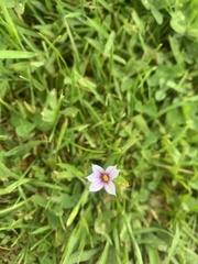 Sisyrinchium rosulatum