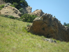 Disperis tysonii