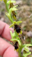 Ophrys insectifera aymoninii