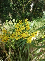 Senecio polyanthemoides