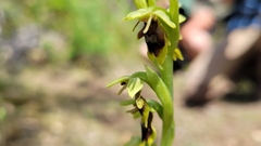 Ophrys insectifera aymoninii