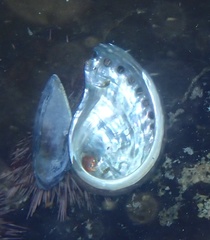 Haliotis spadicea