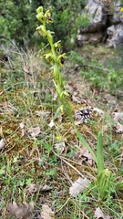 Ophrys insectifera aymoninii