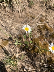 Anthemis ruthenica