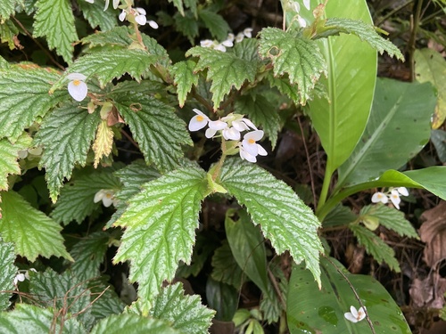 Begonia loheri