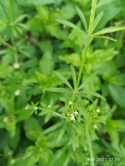 Galium aparine
