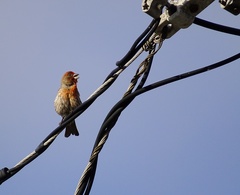 Haemorhous mexicanus