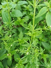 Galium aparine