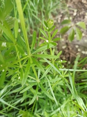 Galium aparine
