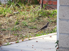 Mimus polyglottos