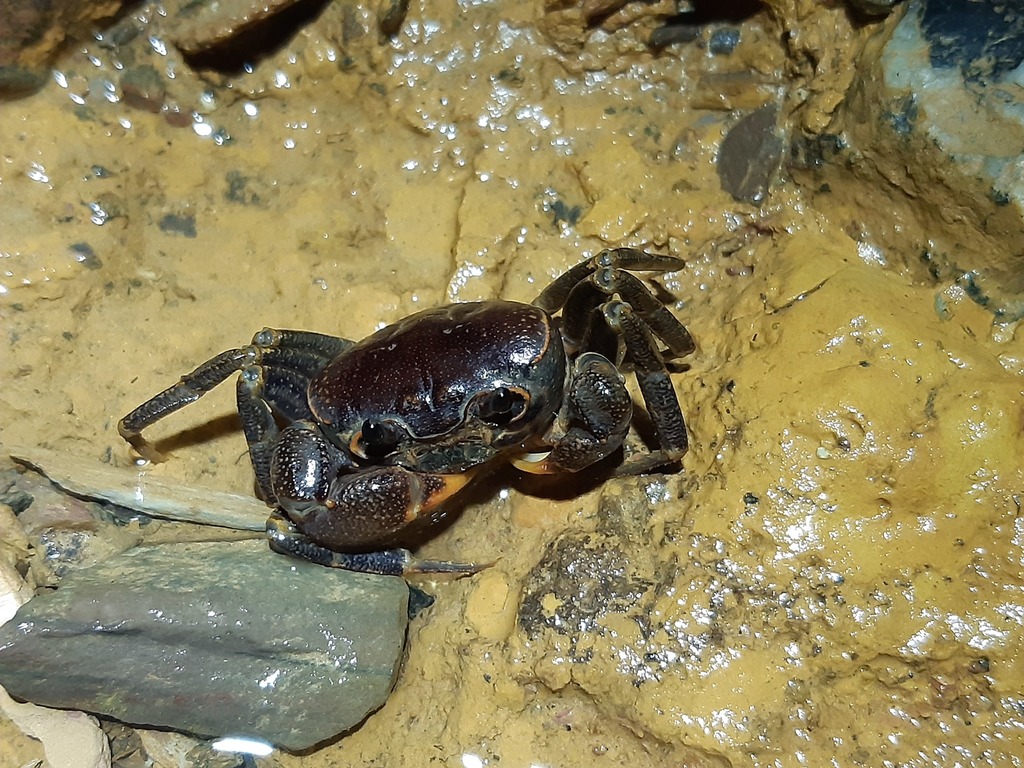 Hainanpotamon auriculatum