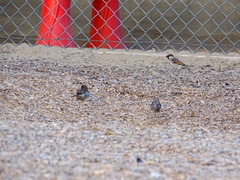 Passer domesticus