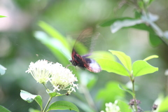 Papilio rumanzovia