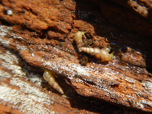 Subulina octona