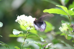 Papilio rumanzovia