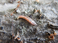 Lucidota atra