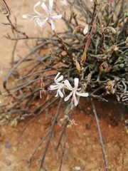 Pelargonium karooicum