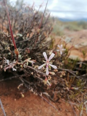 Pelargonium karooicum