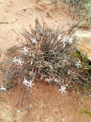 Pelargonium karooicum