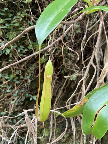Nepenthes graciliflora