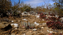 Brianhuntleya intrusa