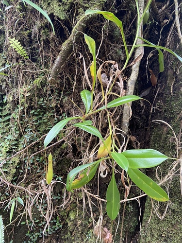 Nepenthes graciliflora