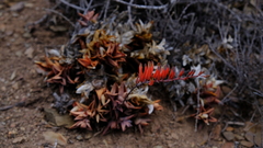 Astroloba rubriflora