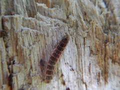 Lucidota atra