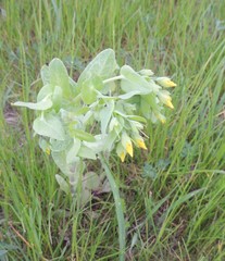Cerinthe minor