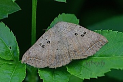 Blasticorhinus rivulosa