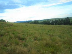 Helichrysum oligopappum