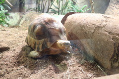 Astrochelys yniphora