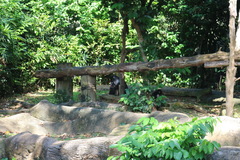 Mandrillus sphinx