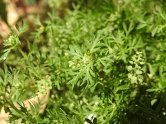 Lepidium didymum