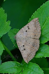 Blasticorhinus rivulosa