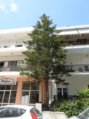 Araucaria heterophylla