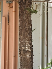 Araucaria heterophylla