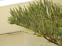 Araucaria heterophylla