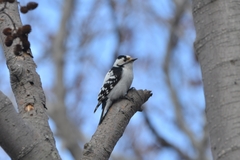 Dryobates minor kamtschatkensis