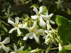 Trachelospermum jasminoides