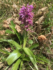 Dactylorhiza sambucina