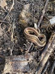 Thamnophis sirtalis sirtalis