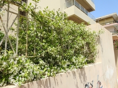 Trachelospermum jasminoides