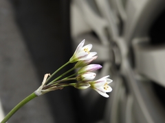 Nothoscordum gracile