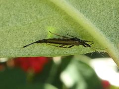 Idolothrips spectrum