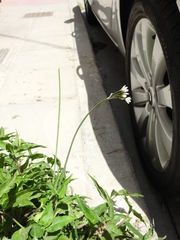 Nothoscordum gracile